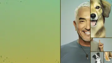 Zasłona к сериалу "Cesar Millan: lepszy człowiek, lepszy pies" #1488567