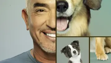 Zasłona к сериалу "Cesar Millan: lepszy człowiek, lepszy pies" #1488568