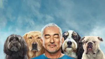 Zasłona к сериалу "Cesar Millan: lepszy człowiek, lepszy pies" #1488569