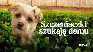 Zasłona к сериалу "Szczeniaczki szukają domu" #1430295