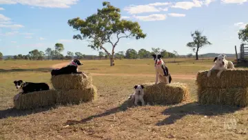 Zasłona do serialu "Muster Dogs" #1609037