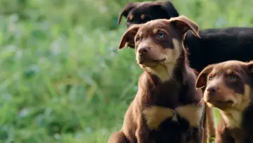Zasłona do serialu "Muster Dogs" #1609041