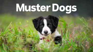 Zasłona do serialu "Muster Dogs" #1609047