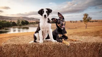 Zasłona do serialu "Muster Dogs" #1609051