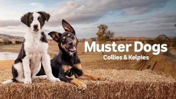 Zasłona do serialu "Muster Dogs" #1609052