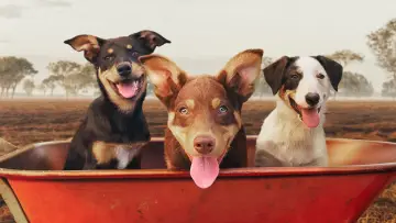 Zasłona do serialu "Muster Dogs" #1609055