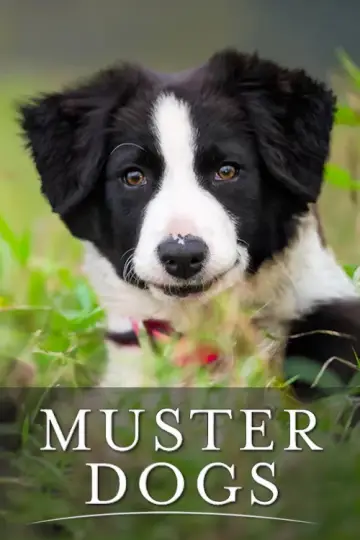 Muster Dogs plakat