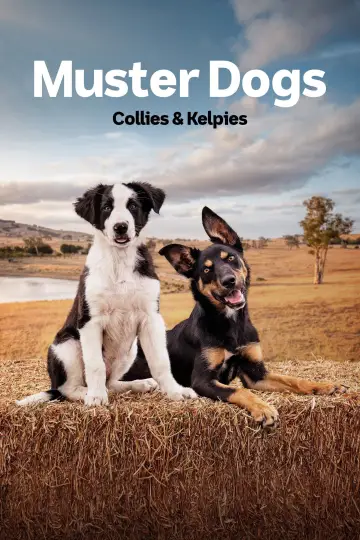 Collie i Kelpie
