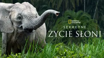 Zasłona do serialu "Sekretne życie słoni" #1865464
