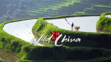 Zasłona do serialu "Wild China" #1716999