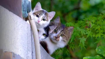 Zasłona do serialu "A Cat