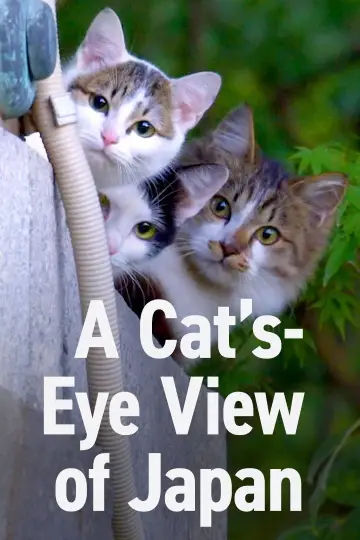 Plakat do serialu "A Cat