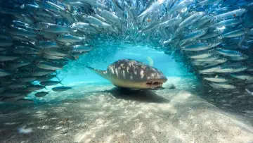 Zasłona do serialu "Blue Planet III" #1846342