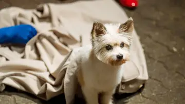 Zasłona do serialu "A Good Day To Be a Dog" #1663939