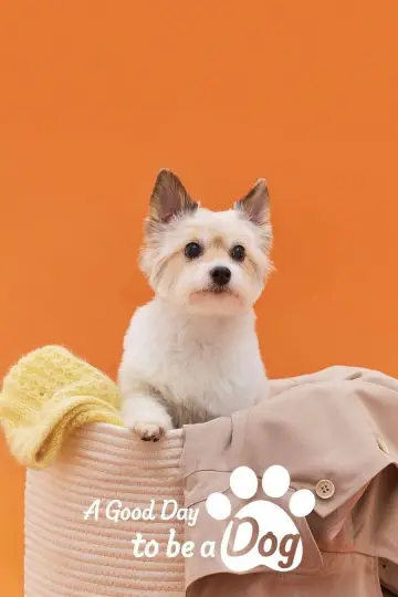 Plakat do serialu "A Good Day To Be a Dog" #1663982