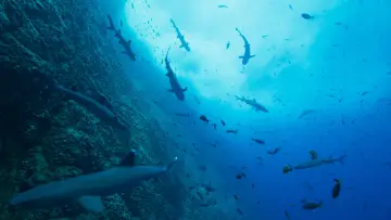 Zasłona к сериалу "Nasze oceany" #1493721