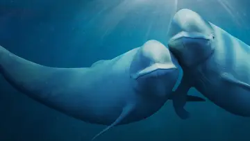 Zasłona к сериалу "Nasze oceany" #1493722