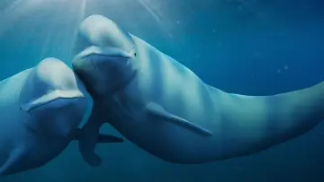 Zasłona к сериалу "Nasze oceany" #1493724