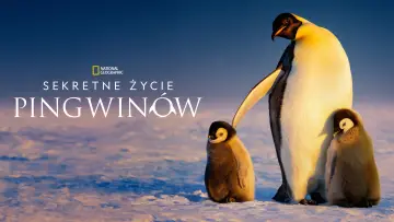 Zasłona do serialu "Sekretne życie pingwinów" #1502023