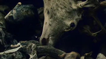 Zasłona к сериалу "Oderbruch" #1492461