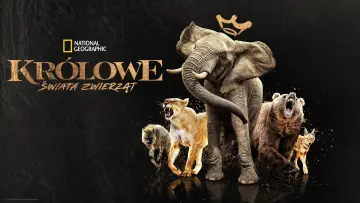 Zasłona do serialu "Królowe świata zwierząt" #1851214