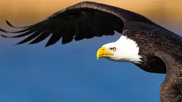 Zasłona к сериалу "The Americas" #1412443