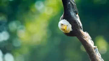 Zasłona к сериалу "The Americas" #1412447