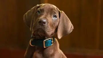 Zasłona do serialu "Scooby-Doo: Origins" #1493403