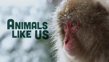 Animals Like Us plakat