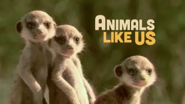 Zasłona do serialu "Animals Like Us" #1851633