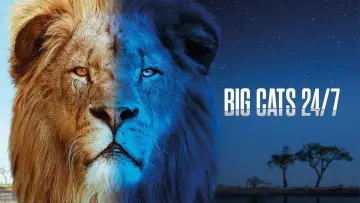 Zasłona do serialu "Big Cats 24/7" #1491421