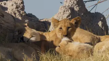 Zasłona do serialu "Big Cats 24/7" #1491424