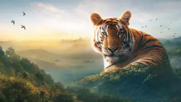 Zasłona к сериалу "Asia" #1479709