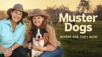 Zasłona do serialu "Muster Dogs: Where Are They Now" #1503311