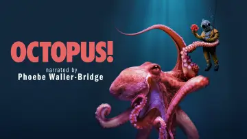 Zasłona do serialu "Octopus!" #1783445