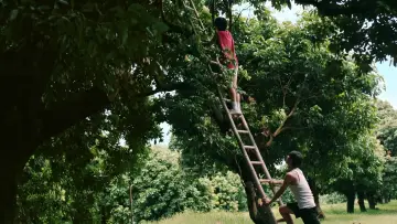 Zasłona do serialu "Tajemnice wyspy Litchi" #1603334