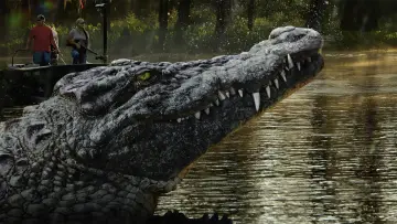 Zasłona к сериалу "Swamp People" #1435488