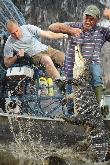 Plakat к сериалу "Swamp People" #1435497