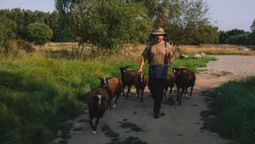 Zasłona do serialu "Farma Vojty Kotka" #1798673