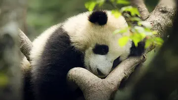 Zasłona do serialu "China
