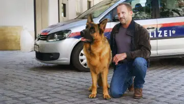 Zasłona do serialu "Komisarz Rex - Powrót do Wiednia" #1550310