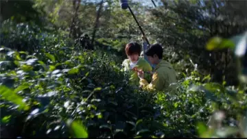 Zasłona do serialu "寒阳风起春山境" #1844112