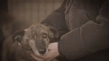 Zasłona do serialu "How to kill a puppy and get rich - Die Hunde Mafia" #1555668