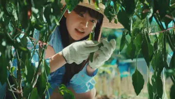 Zasłona к сериалу "아주르 스프링" #1474268