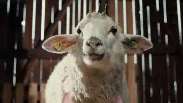 Zasłona do serialu "Sheep" #1669523
