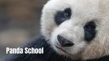 Zasłona do serialu "Panda School" #1484007