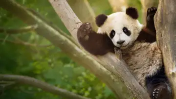 Zasłona do serialu "Panda School" #1484008