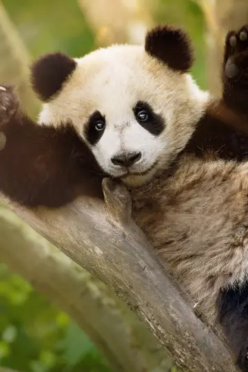 Plakat do serialu "Panda School" #1484009