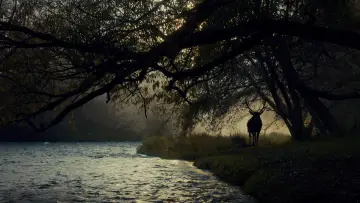 Zasłona к сериалу "Hannibal" #1306123