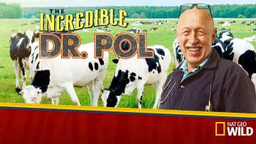 Zasłona к сериалу "Niezwykły dr Pol" #1415063